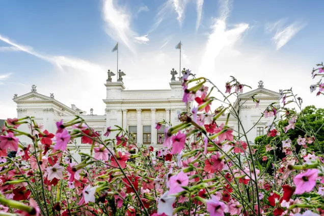 Blommor framför universitetshuset. Foto.