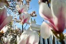 Magnoliablommor.Foto.